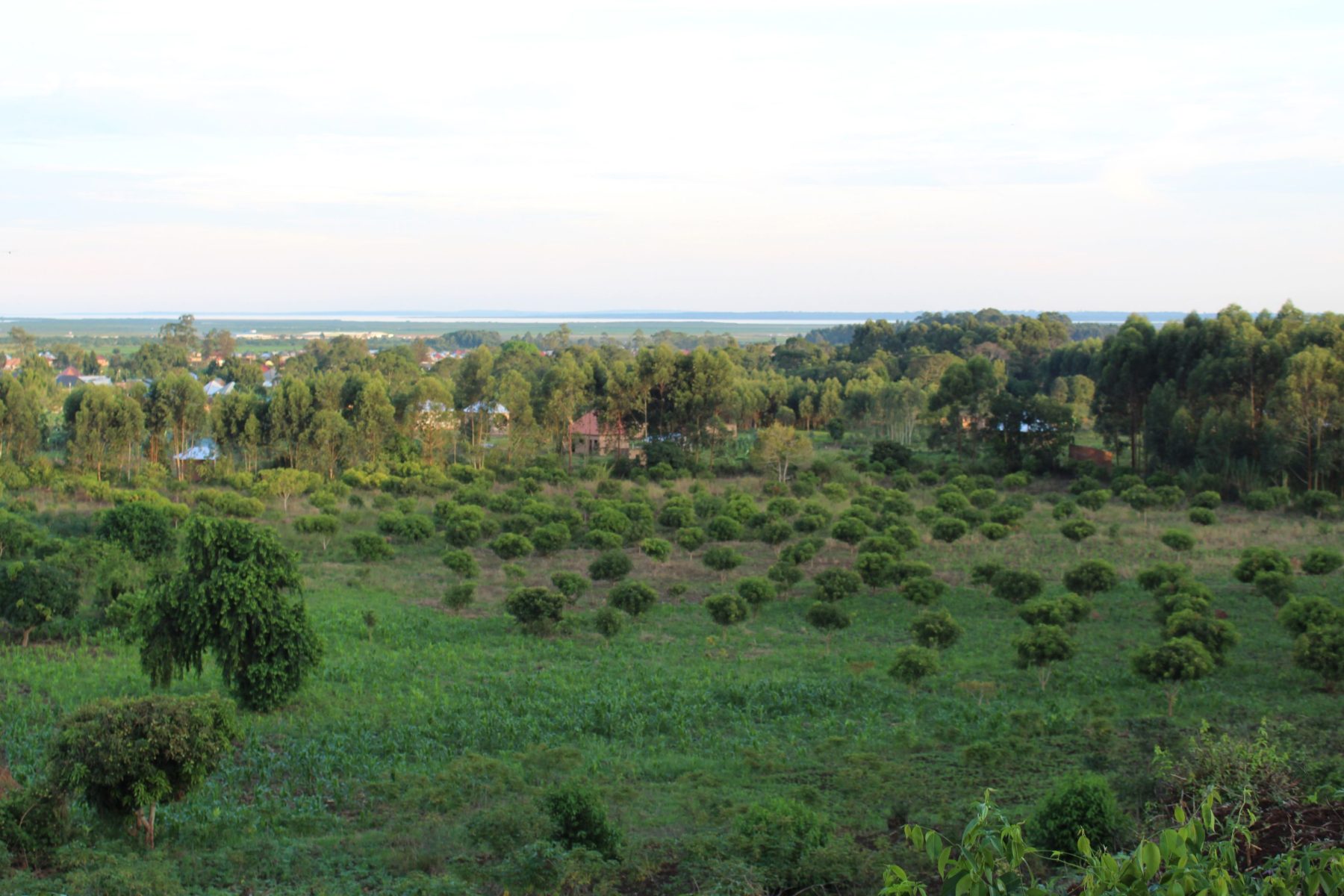 This photo shows the mango orchard at Eagles Wings Children's Village.