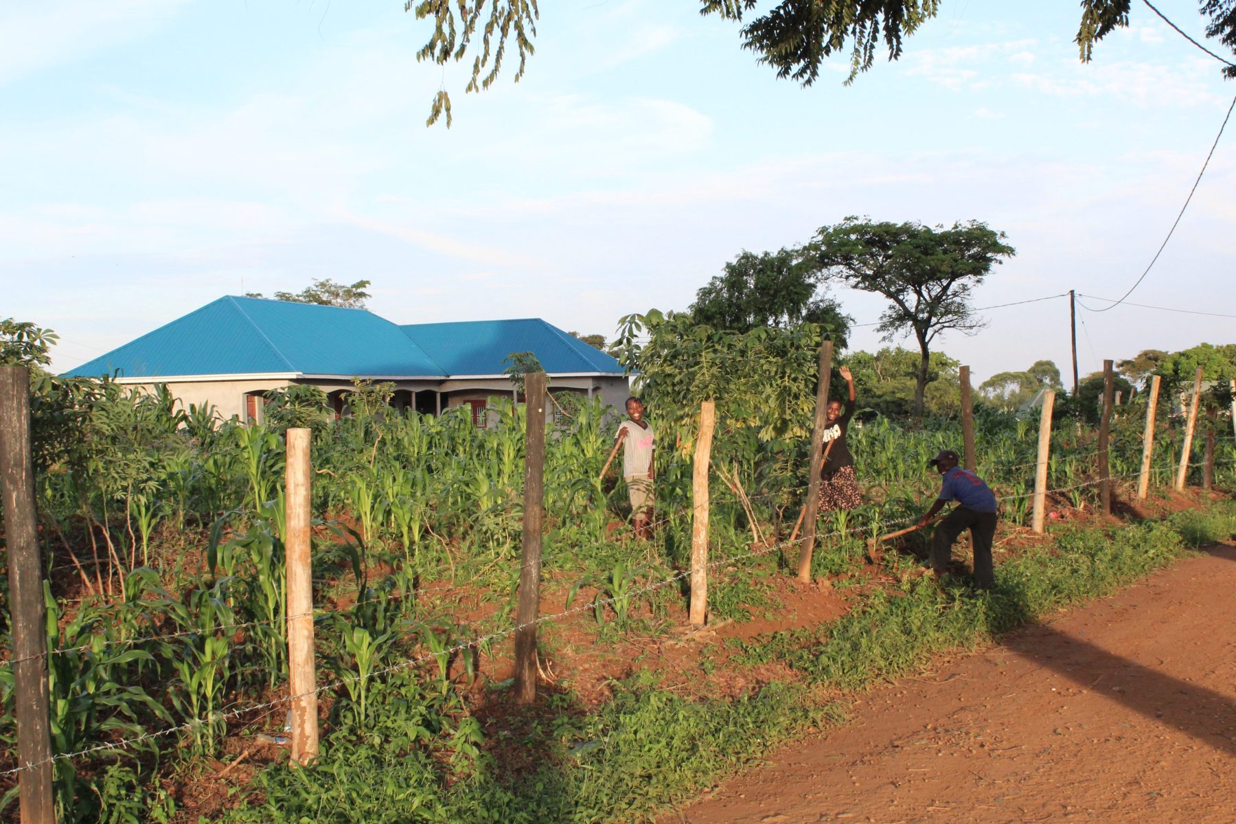 Three children are working together in a family garden where maize and beans are growing.